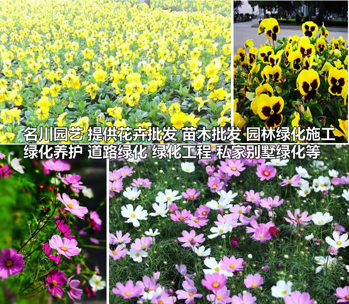 郫县花卉批发_郫都区时令花卉种植基地